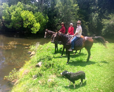 Maleny Springs Farm - Northern Rivers Accommodation 33