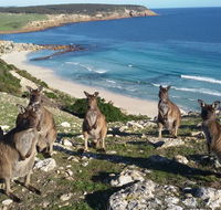 Waves  Wildlife Cottages Kangaroo Island - Northern Rivers Accommodation