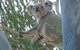 Tropical Palms Resort & 4WD Hire - thumb 29