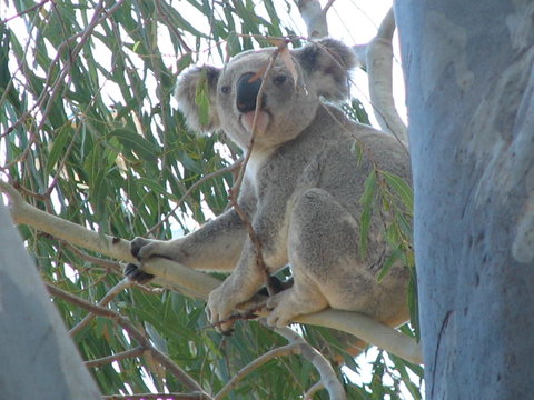 Tropical Palms Resort & 4WD Hire - Northern Rivers Accommodation 29