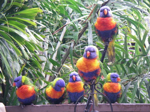 Tropical Palms Resort & 4WD Hire - Northern Rivers Accommodation 36