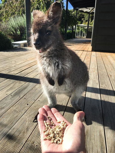 Parnella Adventure Bay, Bruny Island - Northern Rivers Accommodation 17