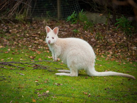 Parnella Adventure Bay, Bruny Island - Northern Rivers Accommodation 20