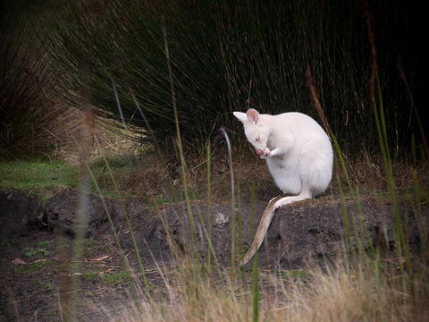 Parnella Adventure Bay, Bruny Island - Northern Rivers Accommodation 18