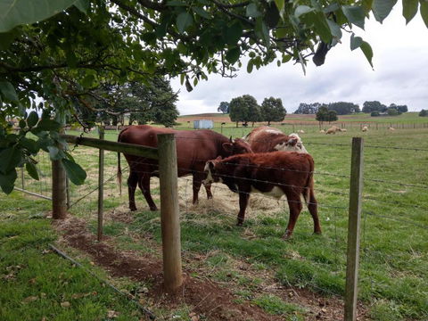 Cradle At Casa Blanca Country Retreat - Northern Rivers Accommodation 3