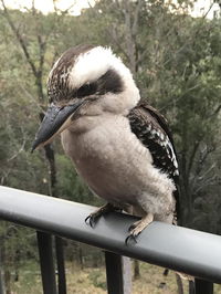 Book Tallebudgera Accommodation Vacations Northern Rivers Accommodation Northern Rivers Accommodation