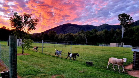 Fig Tree Farm B&B Highvale-Farmstay Near Brisbane! - Northern Rivers Accommodation 4