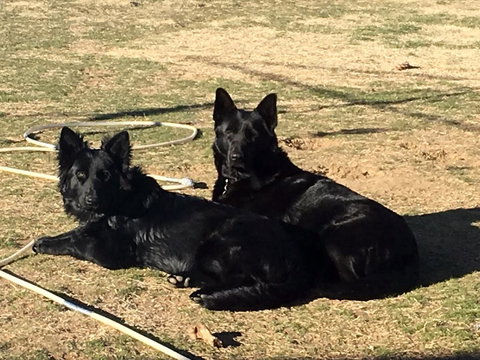 Alpine Country Motel - Northern Rivers Accommodation 2