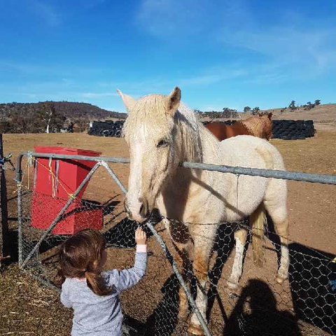 Alpine Country Motel - Northern Rivers Accommodation 3
