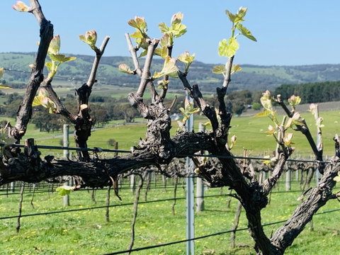 Amongst The Vines Deluxe Retreat - Northern Rivers Accommodation 1