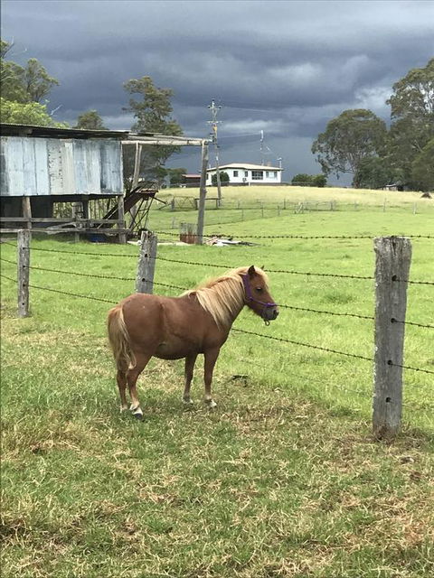 AMs Farm Stay - Northern Rivers Accommodation 0