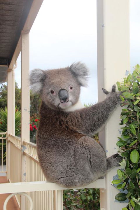Angela's Beach Stays - Northern Rivers Accommodation 3