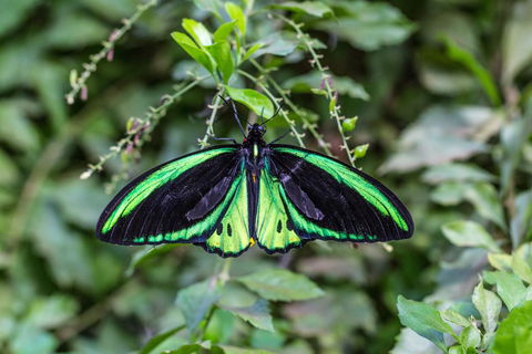 Batchelor Butterfly Farm - Northern Rivers Accommodation 2