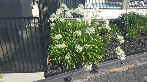 Bathurst Gold Panner - Northern Rivers Accommodation 1