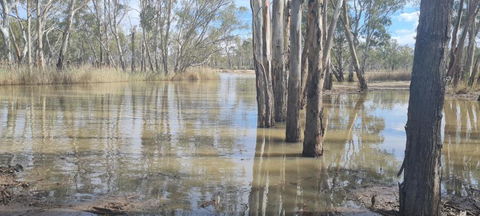 Riversands Rest Accommodation Paringa - River Box Cottage - Northern Rivers Accommodation 3