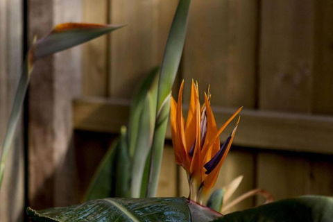 Rose Cottage - Northern Rivers Accommodation 1