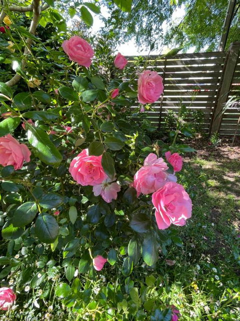 Rosehaven On Rosebud - Northern Rivers Accommodation 1