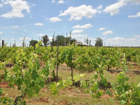 Beggars Bridge Vineyard Homestead W/ Pool + Wifi + Tennis + Vineyard - Northern Rivers Accommodation 2
