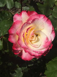 Book Yarck Accommodation Vacations Northern Rivers Accommodation Northern Rivers Accommodation