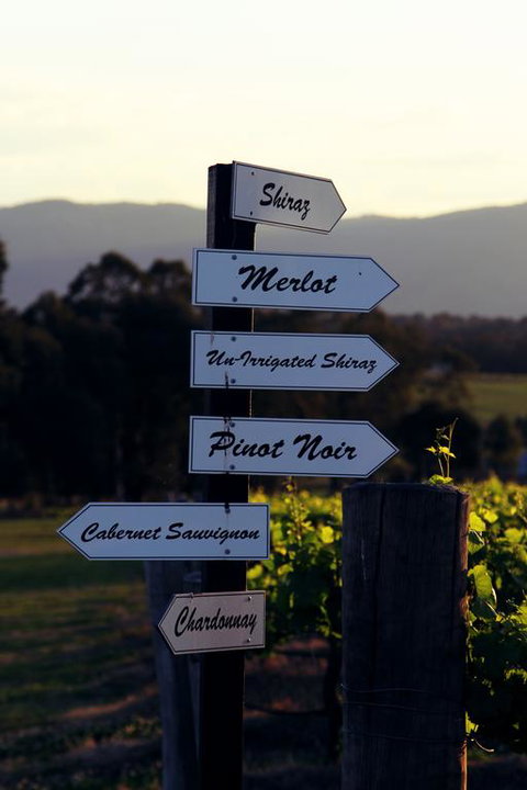 Blueberry Hill Vineyard Villa - Northern Rivers Accommodation 3