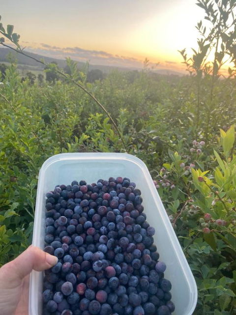 Tinglewood Cabins - Northern Rivers Accommodation 2