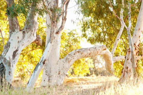 Wooramel River Retreat - Northern Rivers Accommodation 3