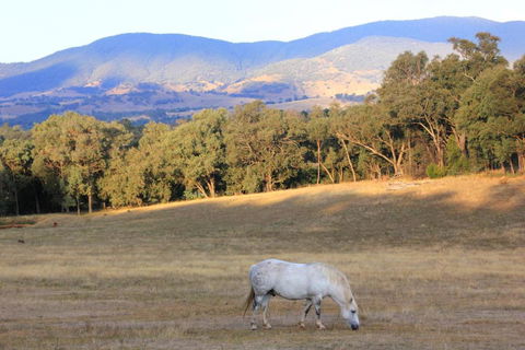 Yackandandah Farm Homestead - Northern Rivers Accommodation 0