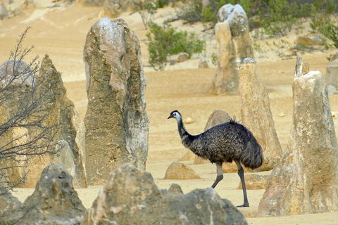 Private, Luxury Pinnacles Tour: Stargazing, Sand-boarding & Sightseeing - Northern Rivers Accommodation 5