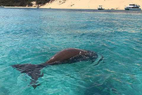 Cruise In Moreton Bay Marine Park And Moreton Island - Northern Rivers Accommodation 2