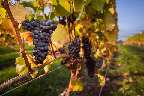 Full Day Tamar Valley Wine Tour - Northern Rivers Accommodation 0