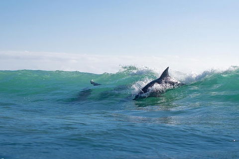 Private Tangalooma Wrecks Tour - Northern Rivers Accommodation 2