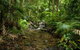Cairns Reef And Rainforest Combo: Daintree Rainforest And The Great Barrier Reef - thumb 1