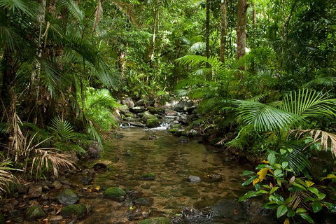 Cairns Reef And Rainforest Combo: Daintree Rainforest And The Great Barrier Reef - Northern Rivers Accommodation 1