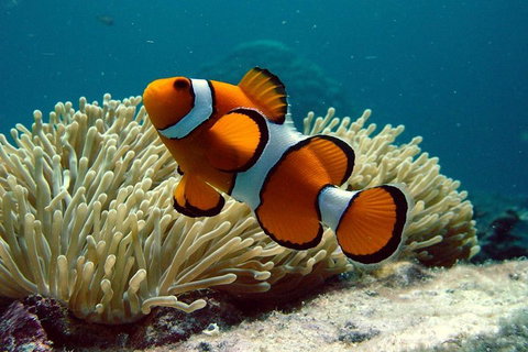 Cairns Reef And Rainforest Combo: Daintree Rainforest And The Great Barrier Reef - Northern Rivers Accommodation 2