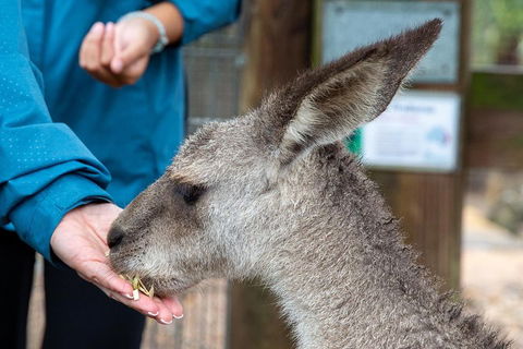 Private Blue Mountains Escape The Crowds SUV Tour - Northern Rivers Accommodation 2