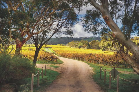McLaren Vale Winery Small Group Tour With Wine Tasting And Lunch - Northern Rivers Accommodation 1
