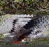Full Day Tour in the Daintree - Northern Rivers Accommodation