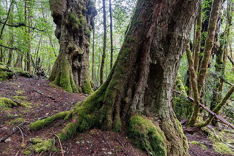 3-Day Cradle Mountain Photography Workshop - Northern Rivers Accommodation 1
