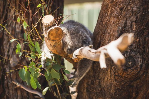 Phillip Island Medium Size Group Tour - Northern Rivers Accommodation 1