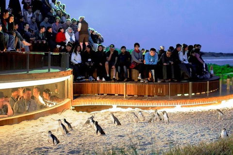 Phillip Island Medium Size Group Tour - Northern Rivers Accommodation 3
