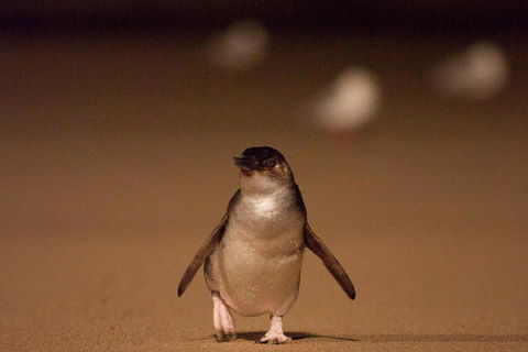 Phillip Island Medium Size Group Tour - Northern Rivers Accommodation 4