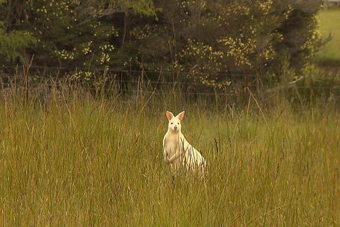 Bruny Island Day Trip From Hobart - Northern Rivers Accommodation 5