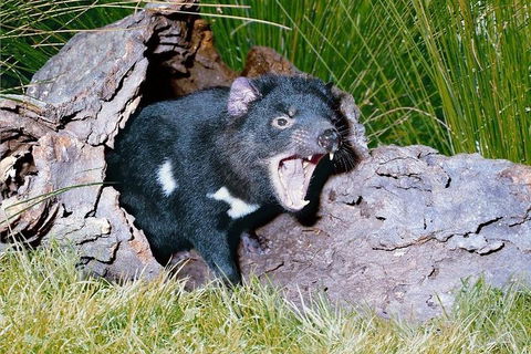 Private Blue Mountains Tour With Kangaroo And Koala Experience - Northern Rivers Accommodation 0