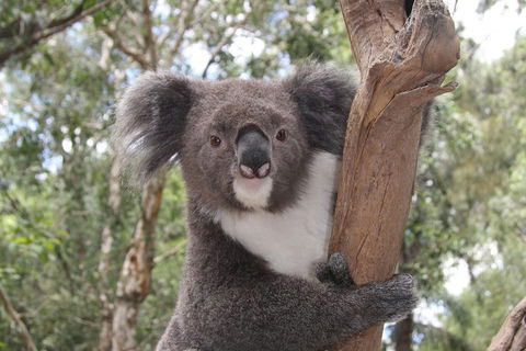 Private Blue Mountains Tour With Kangaroo And Koala Experience - Northern Rivers Accommodation 2