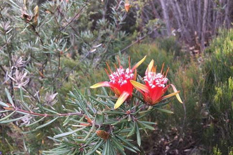 Private Blue Mountains Tour With Kangaroo And Koala Experience - Northern Rivers Accommodation 4