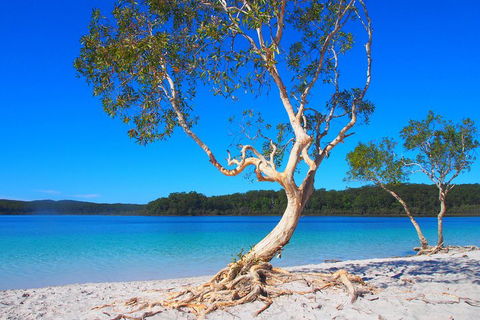 Fraser Island 4WD Tour From Rainbow Beach - Northern Rivers Accommodation 5