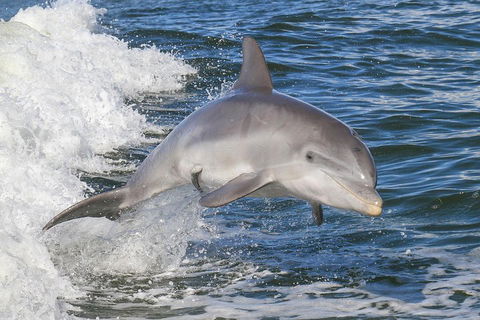 Noosa Oceanrider Scenic Dolphin Safari - Northern Rivers Accommodation 0