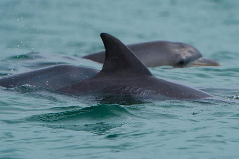 Noosa Oceanrider Scenic Dolphin Safari - Northern Rivers Accommodation 1