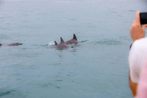 Noosa Oceanrider Scenic Dolphin Safari - Northern Rivers Accommodation 2