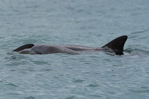 Noosa Oceanrider Scenic Dolphin Safari - Northern Rivers Accommodation 3